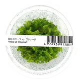 ADA  Rotala rotundifolia 'Wayanad' IC432